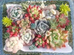 【メルカリ便】多肉寄せ植え 多肉詰め合わせ 多肉弁当