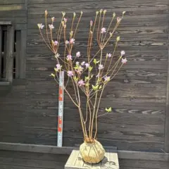 ❗️珍しい、枝垂れ仕立て ブーゲンビリア - メルカリ
