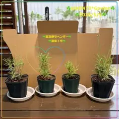 ❤️zebo様専用❤️☘️富良野ラベンダー☘️濃紫☘️AG20260505