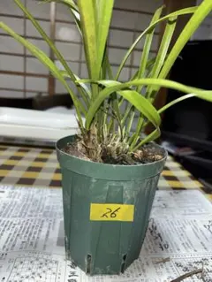 みやこ様 リクエスト 2点 まとめ商品