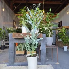 【厳選】　大型　ユーカリ　ムーンラグーン　8号　陶器鉢　植え込み発送 厳選】 大型 ユーカリ ムーンラグーン 8号 陶器鉢 植え込み発送 - メルカリ