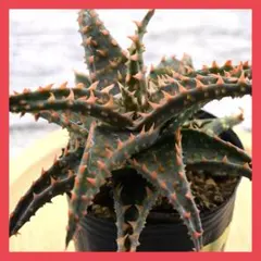 2026年最新】ロウルサンコさん苗の人気アイテム - メルカリ