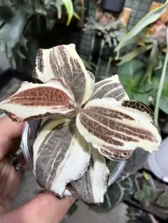 2026年最新】anoectochilus roxburghiiの人気アイテム - メルカリ