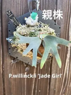 2025年最新】jade girlの人気アイテム - メルカリ