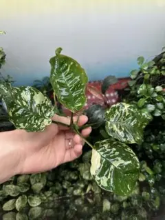 2025年最新】アヌビアスナナ 斑入りの人気アイテム - メルカリ