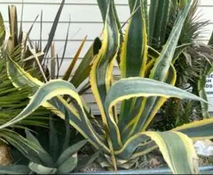 2025年最新】斑入りリュウゼツランの人気アイテム - メルカリ