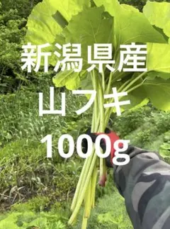 新潟県産 山直送 採れたて ふき 天然山フキ 1000gのサムネイル