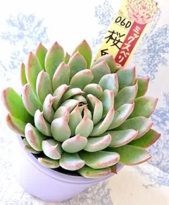 2025年最新】おらいさん苗 桜鬼の人気アイテム - メルカリ