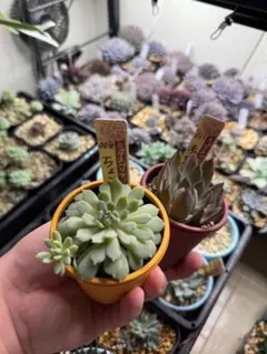 l*s様 ㉝大きめ3鬼!桜鬼❣️青鬼❣️赤鬼❣️おらいさん苗 メルカリ便送料込 2025年最新】おらいさん苗 赤鬼の人気アイテム - メルカリ