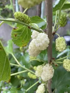 珍しいホワイトマルベリー(桑の実)挿し木苗のサムネイル