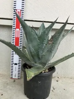 引き取り限定】アガベ アメリカーナ黄覆輪 特大株 パリー モンタナ