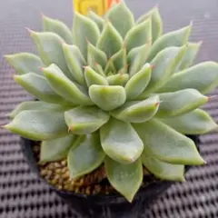 ザラゴーサセット 優木園 多肉植物 - メルカリ