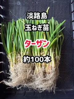 2026年最新】ターザン 苗の人気アイテム - メルカリ