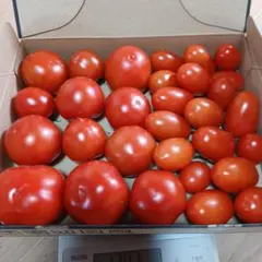 ミニトマト　中玉トマトセットのサムネイル