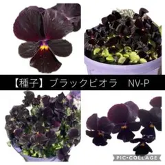 angelland.alice様 リクエスト 3点 まとめ商品