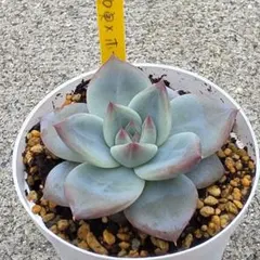 u*7様 多肉植物 ホリコロ50実生×ホーリンぜ実生 - メルカリ