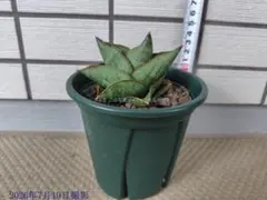 サンスベリア Sansevieria Pathumma Green A - メルカリ