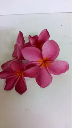 ❤️１番❤️プルメリア ５本セット❤️