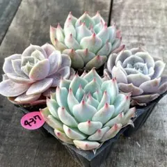 SALE❗️437多肉植物　チワワ＆ブルーサプライズ　抜き苗　各２苗計４苗セット❣️