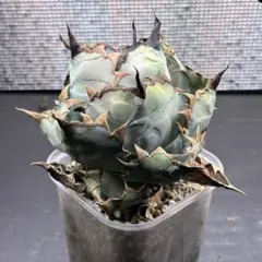 カラカラ様 リクエスト 2点 まとめ商品