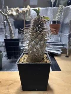 肉まんじゅう様 リクエスト 2点 まとめ商品