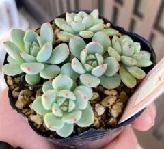 momo福様 リクエスト 2点 まとめ商品