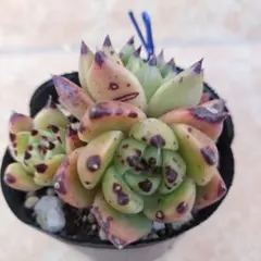 はーこ «断捨離中»様 リクエスト 3点 まとめ商品