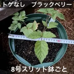 【トゲなしブラックベリー 取り木苗】8号スリット鉢ごと 無農薬 現物発送