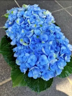 紫陽花★マジカルレボリューション　挿し穂2本のサムネイル