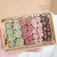 多肉 カット苗セット クリオネ 小梅 姫秀麗 スプリングワンダー×銀天女 18のサムネイル