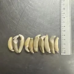 熊牙　未加工（ 約 8cm ）　熊の牙　ヒグマの牙　羆　　魔除け　災難除け 熊牙 未加工（ 約 8cm ） 熊の牙 ヒグマの牙 羆 魔除け 災難除け