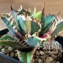 2026年最新】アガベ チタノタ 縞斑の人気アイテム - メルカリ