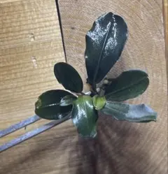 2026年最新】ブセファランドラspの人気アイテム - メルカリ