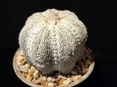 アストロフィツム ミラクル兜 実生 作家鉢 中川智治 大株 ヒトデタイプ 2026年最新】ミラクル兜の人気アイテム - メルカリ