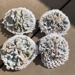 【新入荷】エケベリア　韓国苗　クリスペートビューティ群生　多肉植物