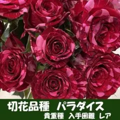 超レア 切花品種 パラダイス A バラ 苗 宿根草 rose - メルカリ