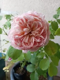 淡いアプリコットカラーのバラ 苗 イングリッシュ ローズ 蕾つき