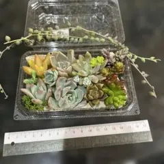 多肉植物アレンジメント ❤カット＆根っこ付き❤《NO.5》 - メルカリ