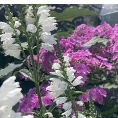 専用　ひろちゃん様