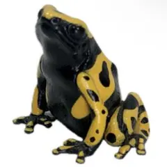 ネイチャーテクニカラー　ヤドクガエル　キオビヤドクガエル　マグネット