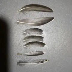 鳥の羽根 ⭐️アカエリヒレアシシギの羽根