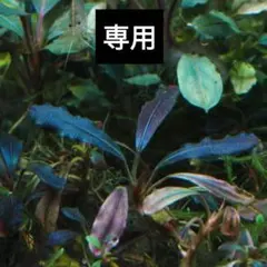 2025年最新】bucephalandra sp. ghost kalimantanの人気アイテム