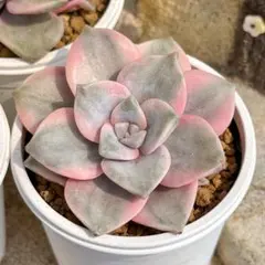 新入荷 大人気 多肉植物 エケベリア パープルディーライト錦 超美苗 レア種