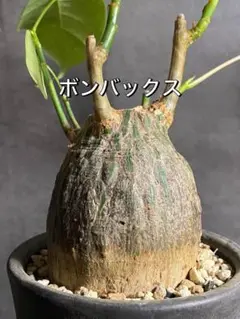 ボンバックス 塊根 大株 ボンバックス 塊根 大株