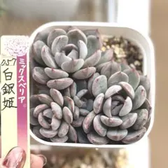 pink-rose様 リクエスト 3点 まとめ商品