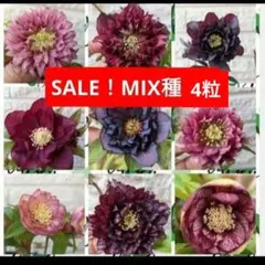 SALE！　クリスマスローズ　SP MIX　4粒 種 宿根 苗　鉢 バラのサムネイル