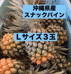 甘い樹実り完熟スナックパイン❣️生産量日本一の東村のパイナップル