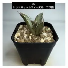 2025年最新】ゴリ猫の人気アイテム - メルカリ