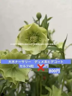 2026年最新】大木ナーサリーの人気アイテム - メルカリ