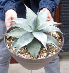 ママ様 リクエスト 2点 まとめ商品